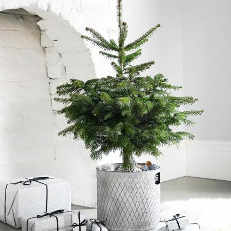 Pohon Natal kecil dalam pot abu-abu