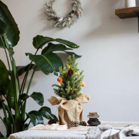 Маленькая рождественская елка рядом с домашним растением