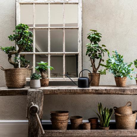 温室植物のアイデア–ガーデンルームに最適な植物