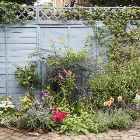 Trädgårdsväxter och blommor i en krökt trädgårdskant framför ett blått staket, bredvid en uteplats i tegel