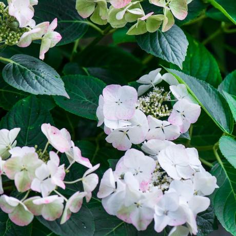 Kako posušiti hortenzije in kar najbolje izkoristiti svoje cvetove