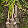 Wie man Knoblauch anbaut – eine einfache Anleitung zum Anbau dieses einfachen Gemüses in einem Schrebergarten oder Garten