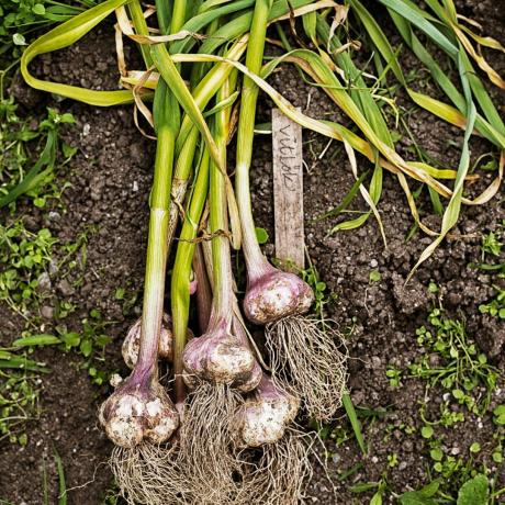 A fokhagyma termesztése – egy egyszerű útmutató ennek a könnyen kezelhető zöldségnek a kertben vagy kertben történő termesztéséhez