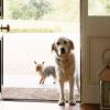 7 tapaa tehdä kodistasi koiraystävällisempi