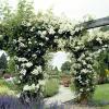 صمم حديقة الورود الإنجليزية الرومانسية الخاصة بك