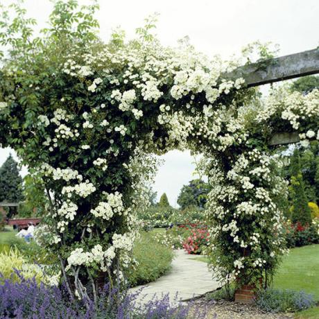 Izveidojiet savu romantisko angļu rožu dārzu