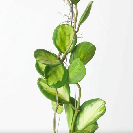 Hoya kerrii შიდა ჭრელი