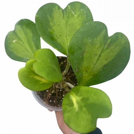 Hoya kerrii planta de vid con hojas de corazón