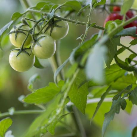 토마토 식물에서 천천히 익어가는 녹색 토마토