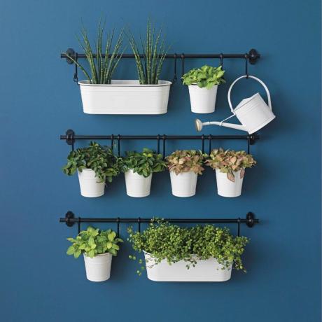 Donkerblauwe wand met diverse planten aan rails in witte potten en een kleine gieter.