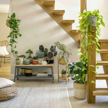 ღია გეგმის მისაღები ოთახი მცენარეებით კიბეების ქვეშ კონსოლის მაგიდაზე, სხვადასხვა ქოთნები, ჩამოკიდებული მცენარეები, ხალიჩა, პუფი, ქვის იატაკი