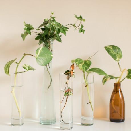 Rozmnażanie sadzonek roślin w przezroczystych szklanych słoikach