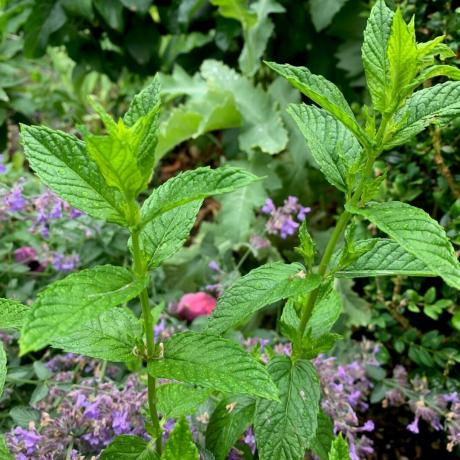 Plantas que disuaden a las avispas: 10 plantas para agregar a su patio ahora