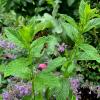 Planten die wespen afschrikken: 10 planten om nu toe te voegen aan je terras