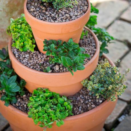 Snel en eenvoudig tuinproject: plant een opvallende kruidenpiramide
