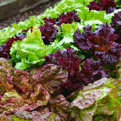 Крупный план салатных овощей, растущих на грядке