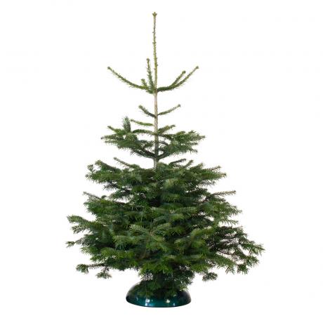Offerta albero di Natale B&Q! Vero Abete Nordman in vendita a soli 15