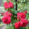 Кога трябва да подрязвам розите? Експертите по градинарство отговарят