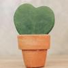Nega Hoya kerrii: kako skrbeti za rastlino srček