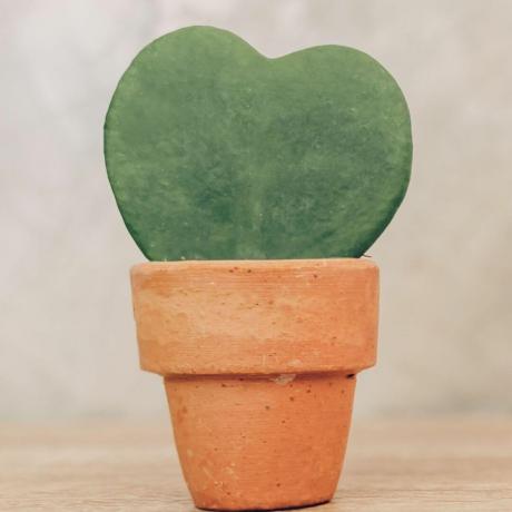 Péče o Hoya kerrii: jak se starat o rostlinu miláček