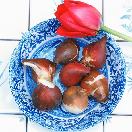 Tulpių svogūnėliai
