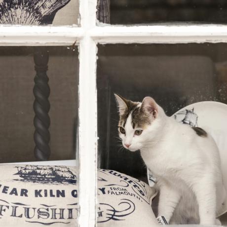 Katze-im-Fenster