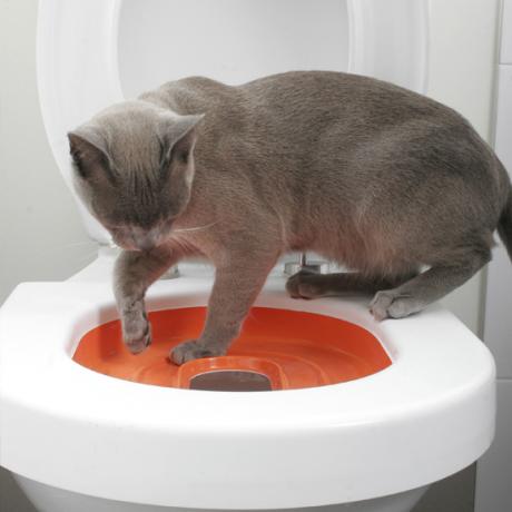 Addestra il tuo gatto a usare il bagno con un nuovo sistema di addestramento al vasino chiamato LitterKwitter