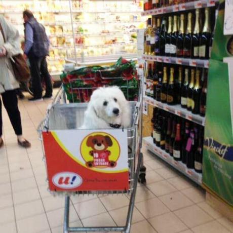 सुपरमार्केट पालतू जानवरों की यात्रा के लिए विशेष रूप से डिज़ाइन की गई ट्रॉलियों की पेशकश करता है