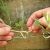 Como plantar rosas trepadeiras, clematis, jasmim e outras plantas