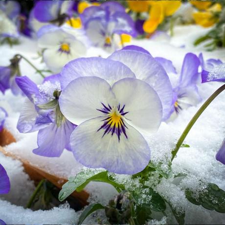 La neve ucciderà le piante del tuo giardino? Monty Don ha dei pensieri