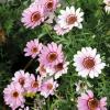 Najboljše cvetoče rastline za gojenje avgusta za pozno cvetenje