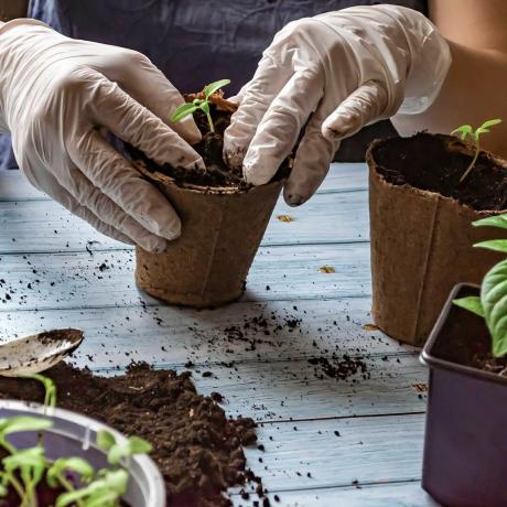 transplantere pepperfrøplanter i potter