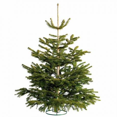 На следующей неделе купите НАСТОЯЩУЮ рождественскую елку Lidl - всего от 17,99 фунтов стерлингов!