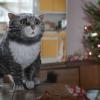 Guarda lo spot natalizio di Sainsbury con protagonista Mog il gatto