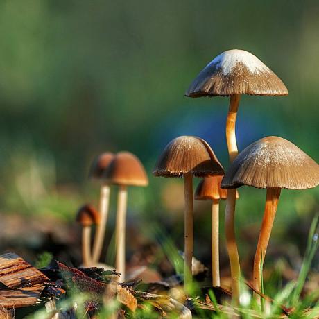 cogumelos crescendo na grama do jardim