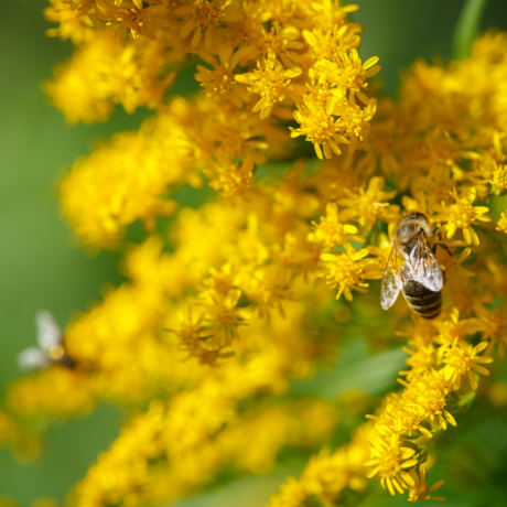 Bier som samler nektar på knallgule blomster av Canadien gullris (Solidago canadensis) i solrik sommereng - arkivbilde