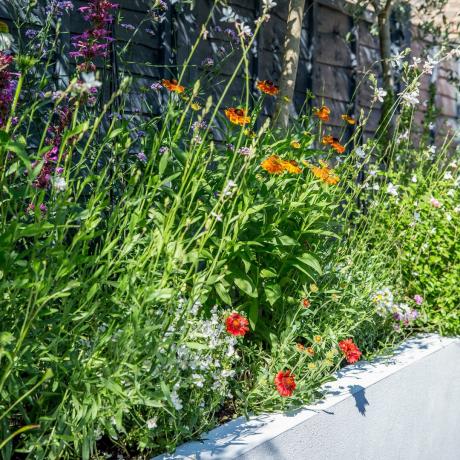 Pollinatorblommor i upphöjd trädgårdsbädd med vitmålade murade väggar