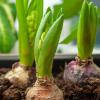 Como plantar bulbos de jacinto da maneira certa para flores brilhantes