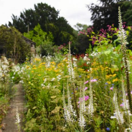 De vackra vilda blomsterträdgårdarna på The Manor at Hemingford Grey Families