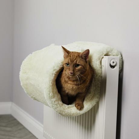 Aldi kassiradiaatori voodi meeldib ka kõige kihvtimatele kassidele