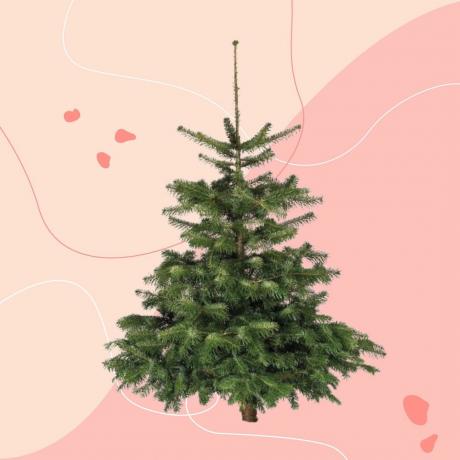 As verdadeiras árvores de Natal do Lidl estão de volta e custam £ 16,99