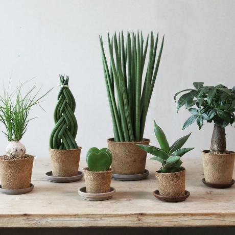 Устойчивите стайни растения на Dobbies ще окажат голямо влияние върху вашия дом