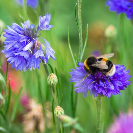 Pszczoła zapylająca niebieski ogród kwiatowy
