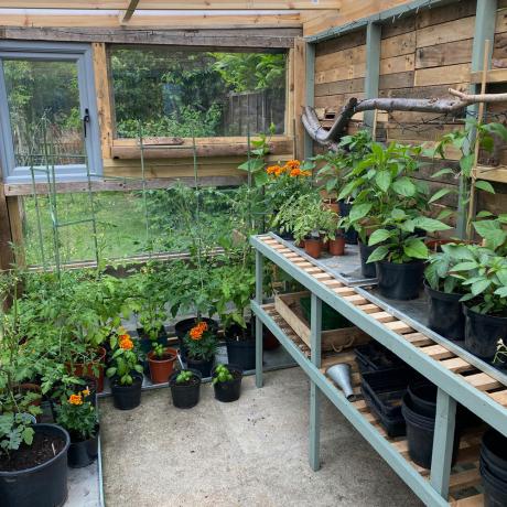 精通した庭師はわずか60ポンドで彼女の素晴らしいDIY温室を作成します