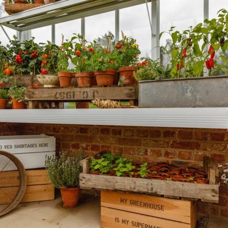 paprika og tomater som vokser i beholdere i et drivhus