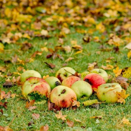 Close-up van gevallen appels en herfstbladeren op een gazon.