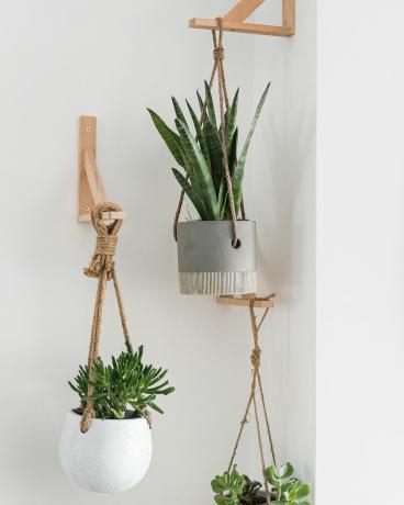 ideja o hišni rastlini, ki visi na lesenih nosilcih