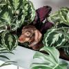 Обеспечьте безопасность дома с помощью комнатных растений, подходящих для домашних животных - избегайте этих токсичных растений