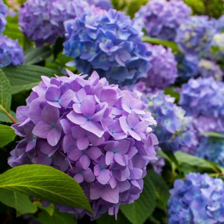 Primul plan al florilor de hortensie violet