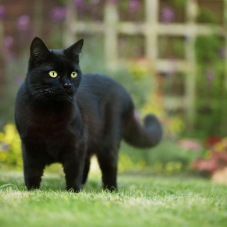 猫が庭でうんちをするのを5つの簡単なステップで止める方法